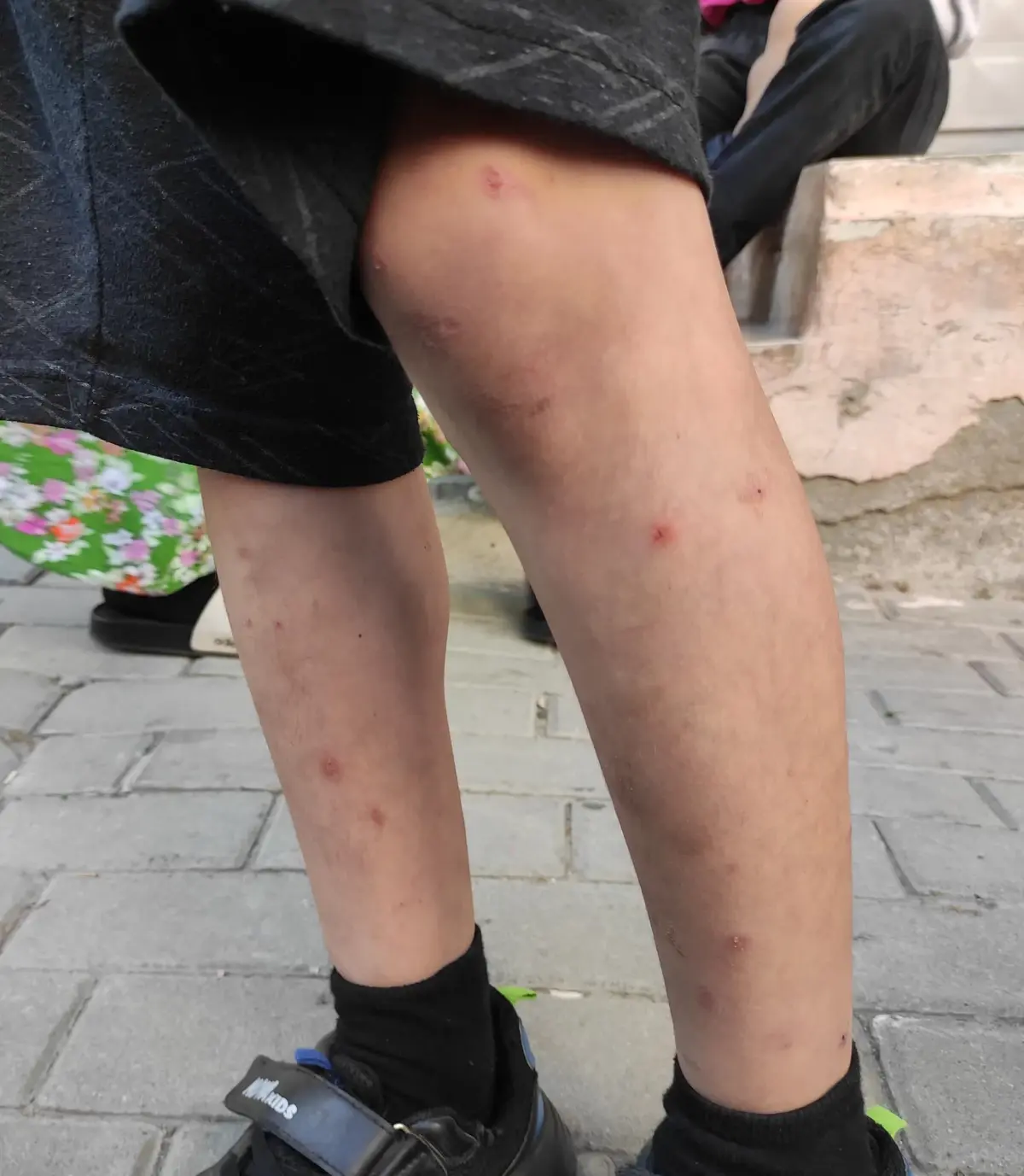 İstanbul'da sivrisineklerin görülme sıklığında artış yaşanıyor