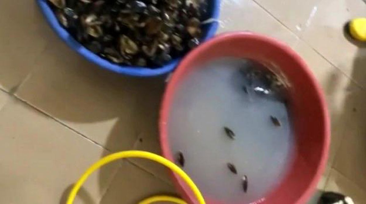 İzmir gündem haberi... İzmir'de sağlıksız koşullarda üretilen 250 kilogram midyeye el konuldu