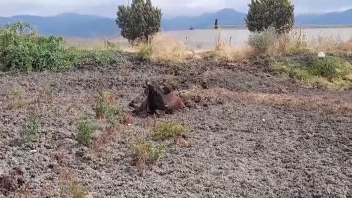 Tokat gündem haberi | TOKAT- Gübre yığınına batan ineği itfaiye kurtardı