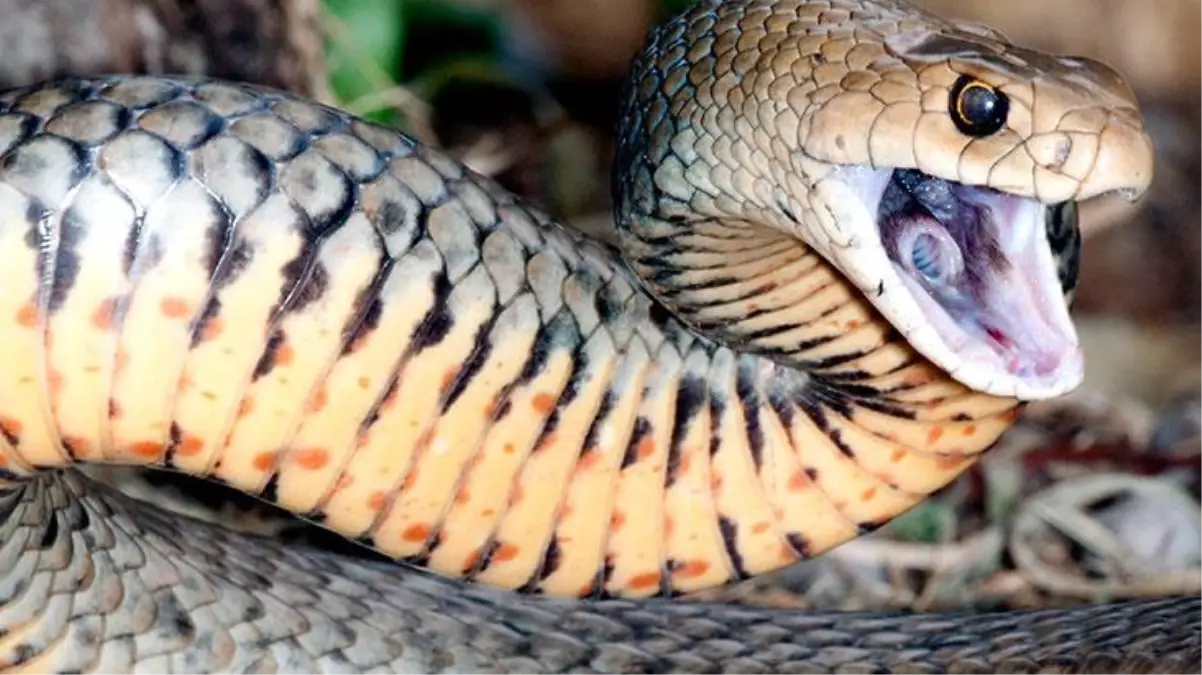Yılan besleyen adamın evinden gelen ihbara giden polisler, ürkütücü manzarayla karşılaştı