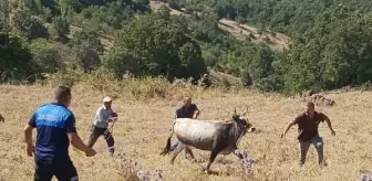 25 gün sonra bulunan boğası için Haluk Levent'ten 30 bin TL istedi