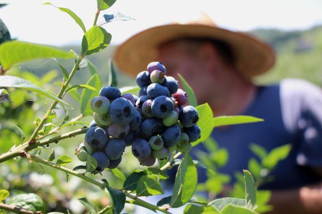 Başta kimse yüzüne bakmıyordu! Çay bahçesine ektiği mavi yemişten yılda 300 bin TL kazanıyor