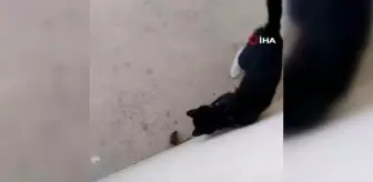 Elazığ haberi: Elazığ'da kedi ile farenin oyunu kamerada