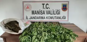 Ormanda 1 kilo 700 gram esrar ve 180 kök Hint keneviri ele geçirildi
