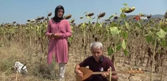 Adana ekonomi haberleri... Adana'da sazlı türkülü ayçiçek hasadı