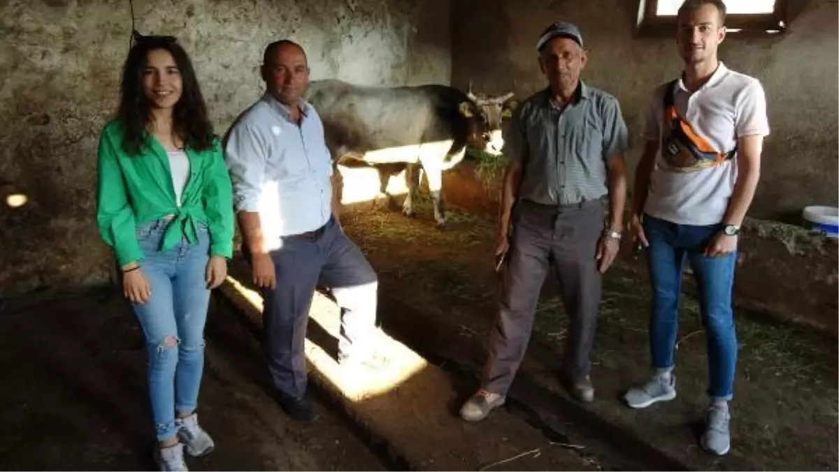Ahbap, kesimden kaçıp 25 gün sonra yakalanan kurbanlığı satın aldı