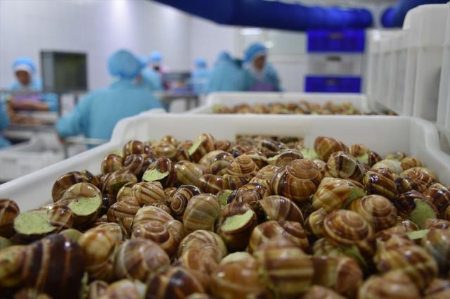 Bilecik'ten Fransa'ya 700 ton 'salyangoz dolması' ihraç ediliyor