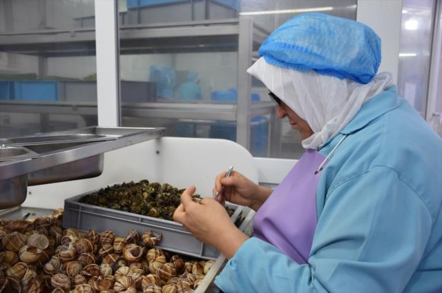 Bilecik'ten Fransa'ya 700 ton 'salyangoz dolması' ihraç ediliyor