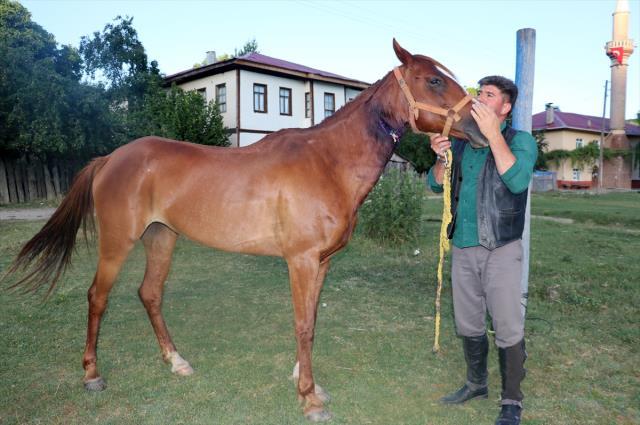 Boynu kesilen atın damarına hortum sokup hayatta tuttu