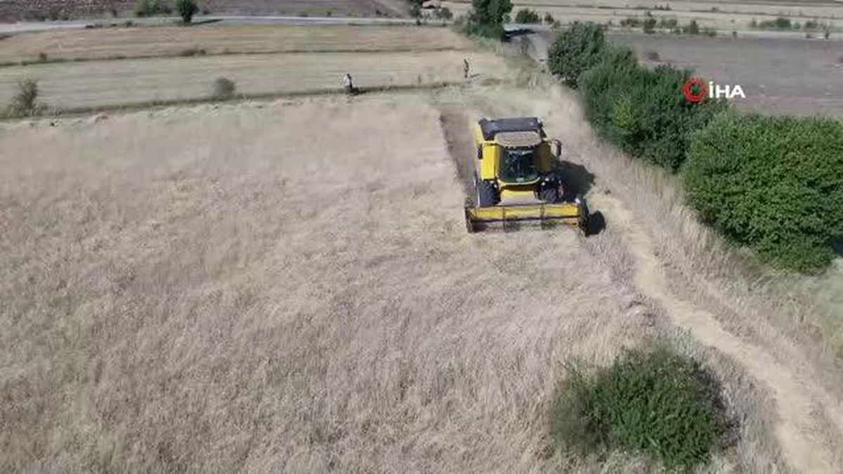 DRON) Devlet hibe etti, çiftçinin siyez üretim maliyeti düştü