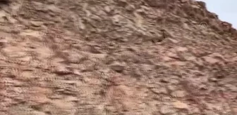 Elazığ gündem haberleri | Elazığ'da dağ keçileri görüntülendi