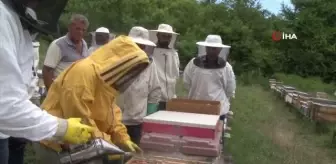 Emekli olduktan sonra huzuru arılarda buldu