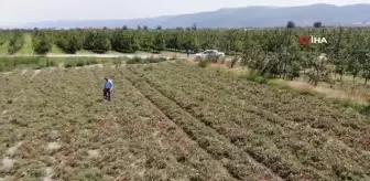 Hasada sayılı günler kala binlerce dönüm domates kurudu