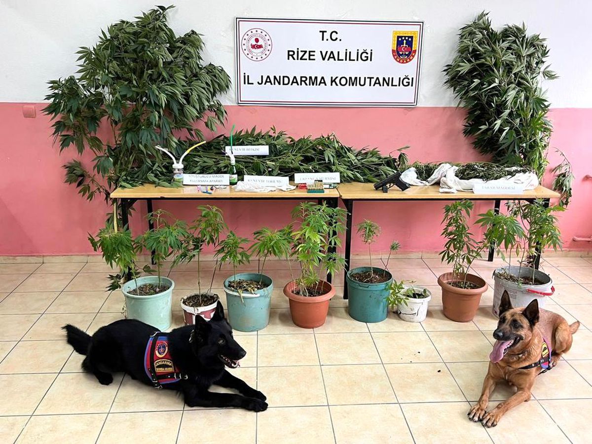 Son dakika haberi... Jandarmadan uyuşturucu operasyonu: 3 gözaltı
