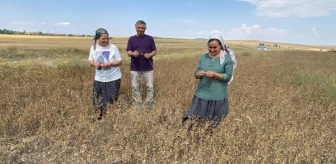 Eskişehir gündem haberi | Eskişehir'de yağlı tohum bitkisi pelemir hasadı yapıldı