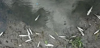 Alibeyköy Deresi'nde toplu balık ölümleri endişe yarattı! Laboratuvar sonuçları bekleniyor
