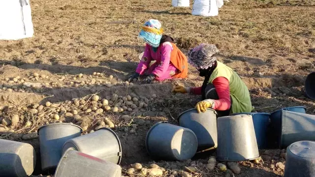 Patates, tarla fiyatıyla çiftçinin yüzünü güldürdü
