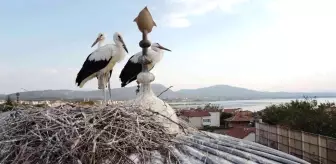 Tarihi bedesten üzerine yuva yapan leylekler ilgi odağı haline geldi