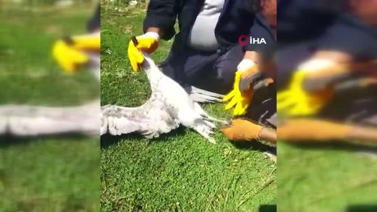 Telefon direğinde mahsur kalan martı kurtarıldı