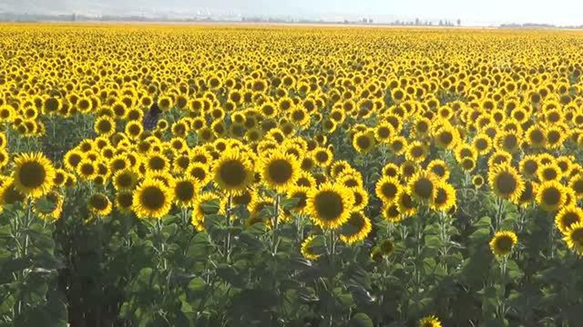 Ayçiçeğinden yüksek verim bekleniyor