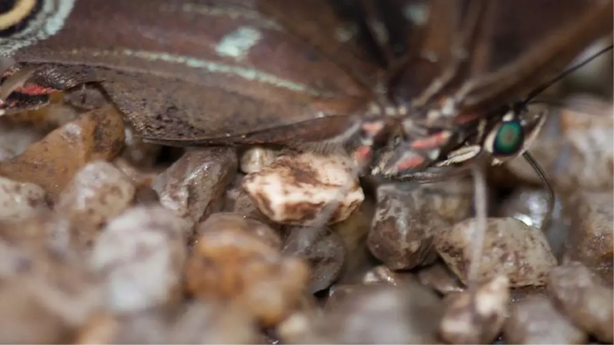 İstanbul'da masum görünümlü 'vampir kelebek' alarmı! Gece ortaya çıkıp hayatı felç ediyor