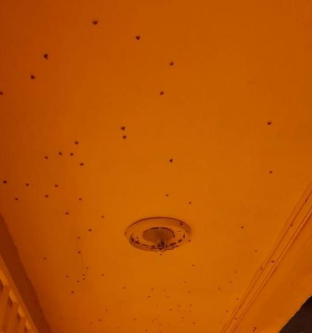 İstanbul'da vampir kelebeği alarmı! Evleri istila etti, ilaçlama çalışmaları başladı