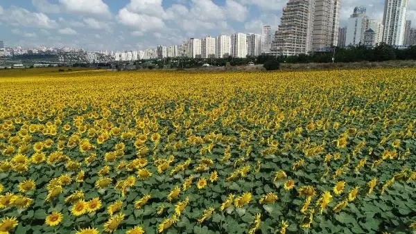 İstanbul'un iki yüzü: Bir yanda gökdelenler, bir yanda uçsuz bucaksız ayçiçeği tarlaları