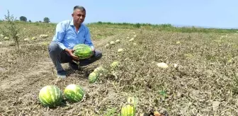 Tarlada 80 kuruşa kadar düştü, tezgahta 4-5 lira