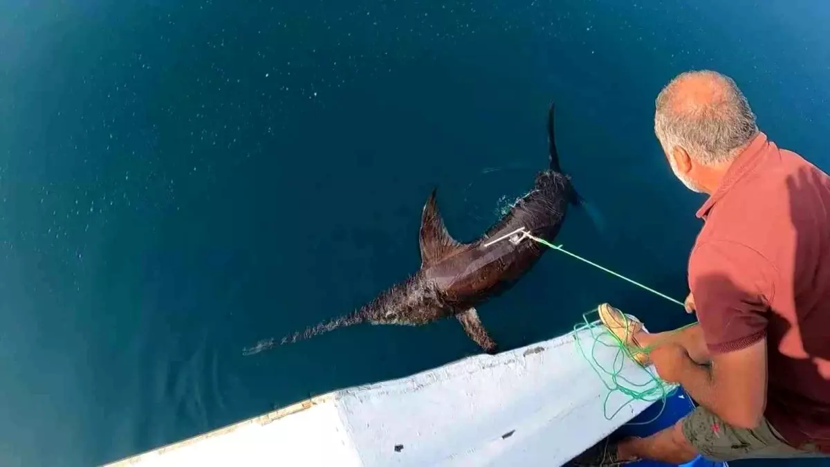 Yunanlılara kafa tutan Türk balıkçıdan nefes kesen kılıç balığı avı