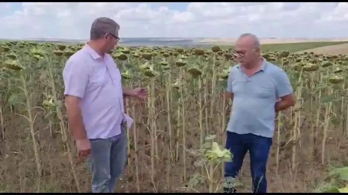 Ayçiçeği Üreticileri, Kooperatiflerin Açıkladığı Taban Fiyatına Tepkili : 'Zayiatımız Çok, 16 TL'nin Altında Olmamalı'