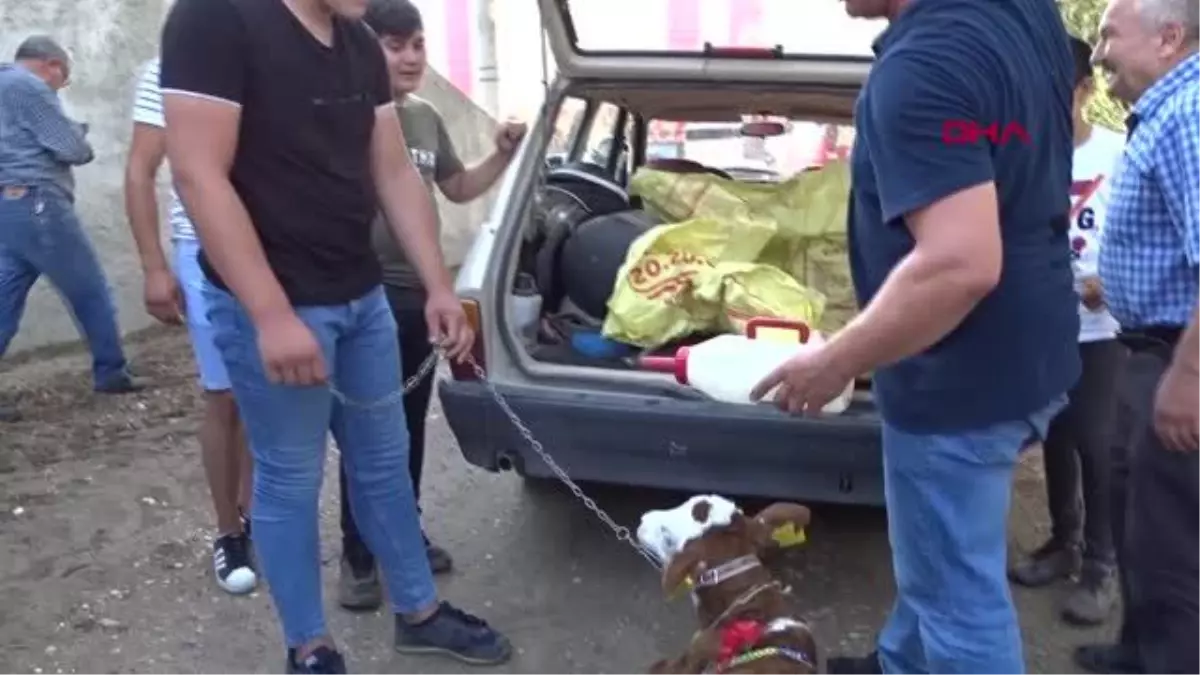 BUZAĞILAR, TEŞVİK YARIŞMASINDA GÖRÜCÜYE ÇIKTI