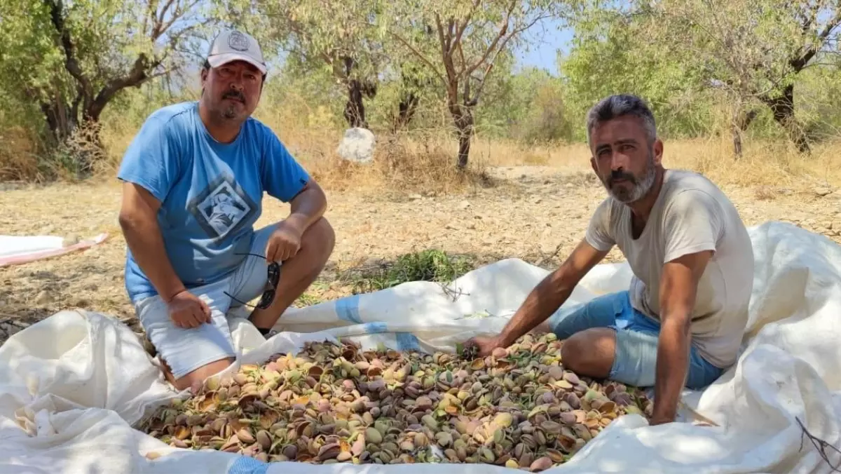 Muğla haber: Datça'da badem hasadına başlandı