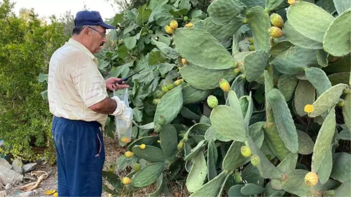 Doğada kendiliğinden yetişen dikenli incirin kilosu 60 liradan satılıyor