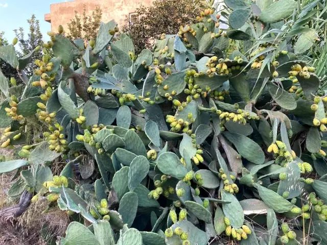 Doğada kendiliğinden yetişiyor, kilosu 60 TL'yi buluyor