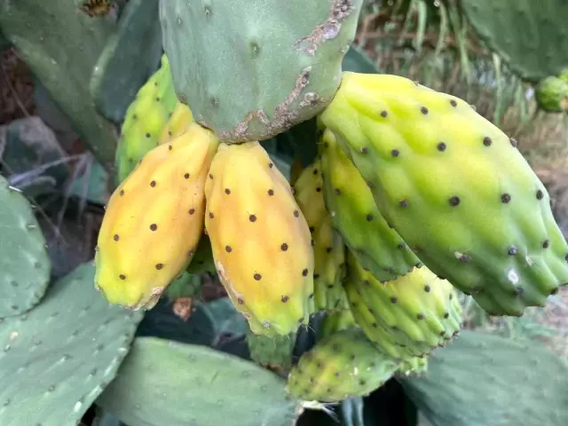 Doğada kendiliğinden yetişiyor, kilosu 60 TL'yi buluyor