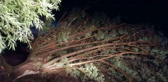 Şiddetli rüzgarın devirdiği ağaçlar köy yolunu kapattı
