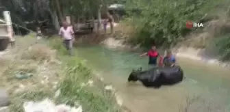 Son dakika haberleri | Sulama kanalına düşen ineğin yardımına itfaiye yetişti