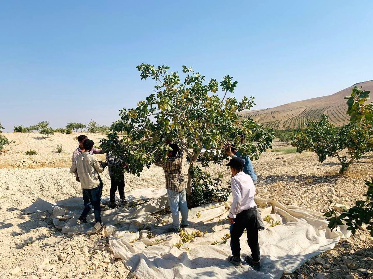 Türkiye'nin fıstık ambarında hasat başladı