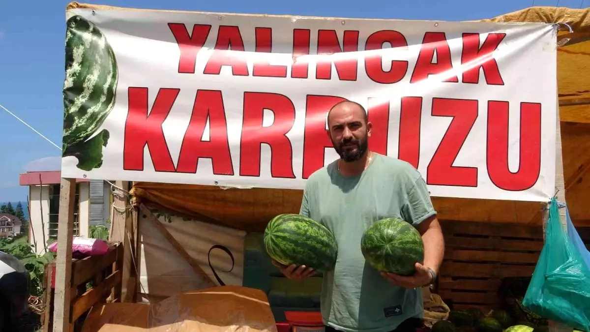 Yalıncak karpuzunda hasat rötarlı başladı