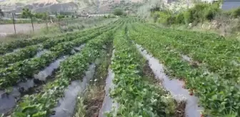 Daha önce tütün ekilen araziler çilek tarlasına dönüştü