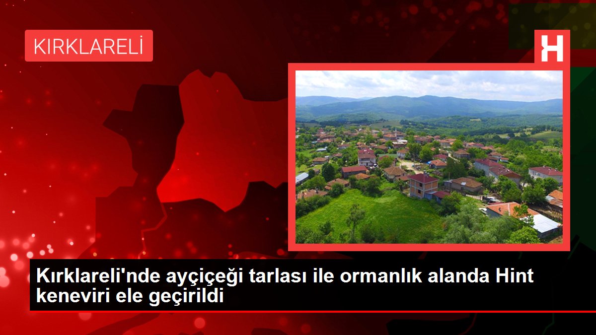 Kırklareli haberi! Kırklareli'nde ayçiçeği tarlası ile ormanlık alanda Hint keneviri ele geçirildi