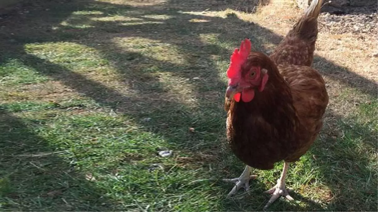 Kümese giren kadın, tavuğun altındaki yumurtayı görünce sevinçten havaya uçtu