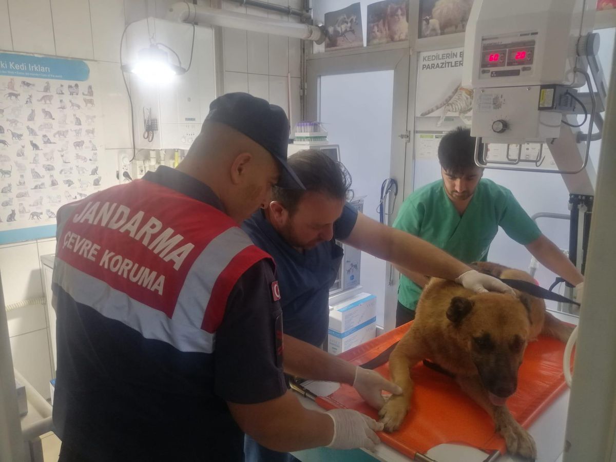 Yaralı köpek tedavi altına alındı