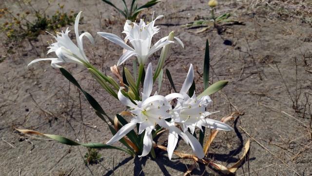 Türkiye'de yolda görürseniz koparmak değil, elinizi bile sürmeyin! Cezası 80 bin TL Türkiye'de yolda görürseniz koparmak değil, elinizi bile sürmeyin! Cezası 80 bin TL