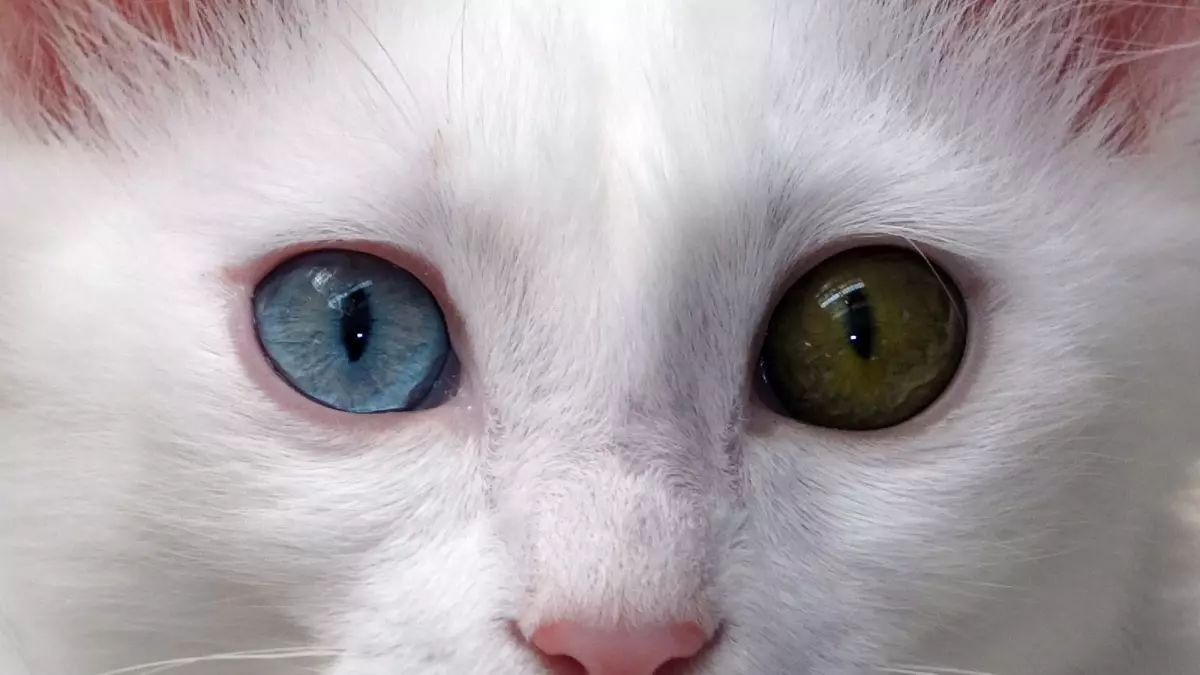 Van haberi! Van kedisinin nesli garanti altına alınıyor