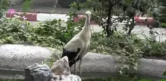 Yuvasından düşen yavru yavru leylek korumaya alındı