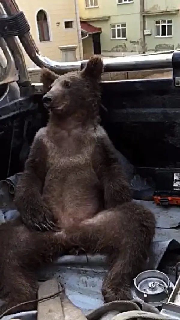 Arıcıların kovanlarındaki balı yedikten sonra bayılan ayının sarhoş gibi halleri güldürdü: Az yeseydin balı