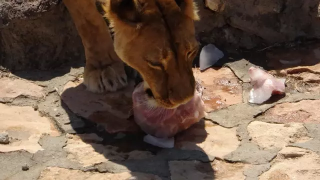 Cumhurbaşkanı Erdoğan'ın aslanları buzlu kokteylle serinliyor