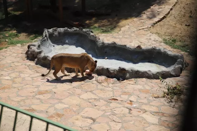 Cumhurbaşkanı Erdoğan'ın aslanları buzlu kokteylle serinliyor