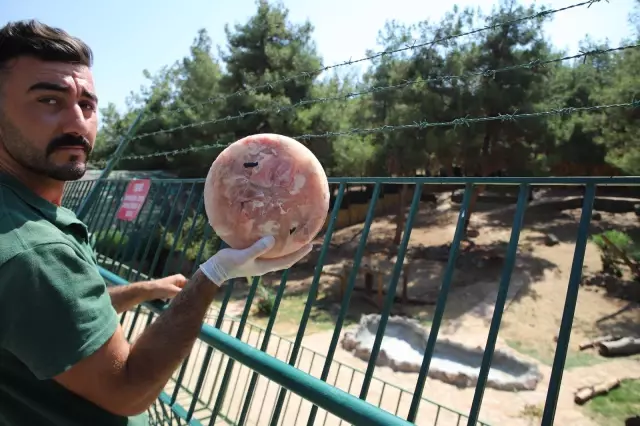 Cumhurbaşkanı Erdoğan'ın aslanları buzlu kokteylle serinliyor